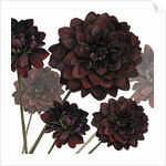 Arabian Night, 2004 by Sarah Hough