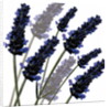 Sweet Lavender, 2004 by Sarah Hough