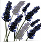 Sweet Lavender, 2004 by Sarah Hough