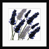 Sweet Lavender, 2004 by Sarah Hough