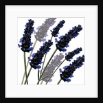 Sweet Lavender, 2004 by Sarah Hough