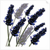 Sweet Lavender, 2004 by Sarah Hough