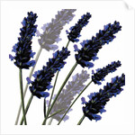 Sweet Lavender, 2004 by Sarah Hough