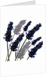 Sweet Lavender, 2004 by Sarah Hough
