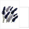 Sweet Lavender, 2004 by Sarah Hough
