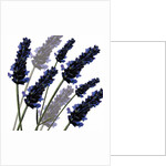 Sweet Lavender, 2004 by Sarah Hough
