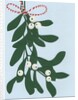Mistletoe, 2014 by Isobel Barber