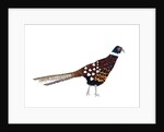 Pheasant, 2013 by Isobel Barber