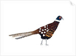 Pheasant, 2013 by Isobel Barber