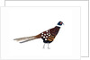 Pheasant, 2013 by Isobel Barber