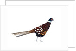 Pheasant, 2013 by Isobel Barber