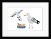Seagulls, 2014 by Isobel Barber