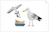 Seagulls, 2014 by Isobel Barber
