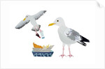Seagulls, 2014 by Isobel Barber