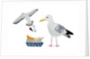 Seagulls, 2014 by Isobel Barber