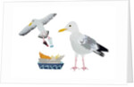 Seagulls, 2014 by Isobel Barber