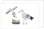 Seagulls, 2014 by Isobel Barber