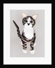 Pussycat, 2016 by Isobel Barber