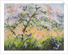 Spring Blossom by Anne Durham