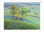 Towards Winchelsea, Sussex, with Bluebells in Spring by Anne Durham