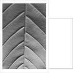 Chestnut, 2009 by Anonymous