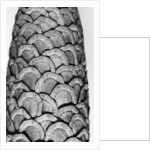 Milkweed, 2012 by Anonymous