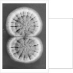 Fungi, 2013 by Anonymous