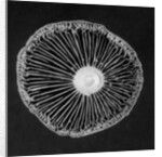 Fungi, 2015 by Anonymous