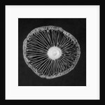 Fungi, 2015 by Anonymous