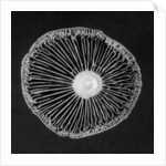 Fungi, 2015 by Anonymous