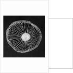 Fungi, 2015 by Anonymous