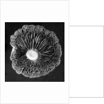 Fungi2, 2015 by Anonymous