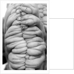 Succulent 3, 2014 by Anonymous