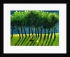 Zebra Trees, 2005 by Gigi Sudbury