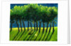 Zebra Trees, 2005 by Gigi Sudbury