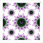 Orchid World, 2015 by Robyn Parker