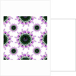 Orchid World, 2015 by Robyn Parker