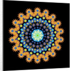 Tropical Fish Wheel 2, 2016 by Robyn Parker