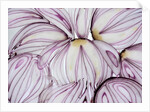 Red Onion Slices, 2020 by Ant Smith