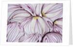 Red Onion Slices, 2020 by Ant Smith