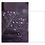 Purple Leaves II by K.B. White