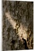 Bark by K.B. White