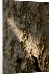 Bark by K.B. White