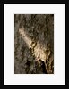 Bark by K.B. White