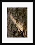 Bark by K.B. White