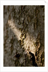 Bark by K.B. White