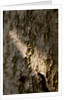 Bark by K.B. White