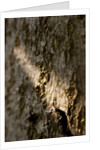 Bark by K.B. White