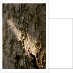 Bark by K.B. White