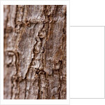 Bark II by K.B. White